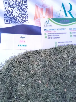 DILL (1)